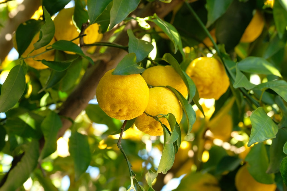 What is Yuzu Drink? Exploring Citrus Splash and Zesty Innovations in Snacks and Drinks