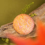 A round, sugar-coated cookie from the Bokksu Snack Box: Seasons of Japan rests on driftwood with moss and fern on an olive-green surface, capturing the elegance of Japanese snacks. An orange blur appears in the foreground. thumbnail 6
