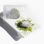 A piece of green mochi from the Dagashi Snack Crate—30-Piece Japanese Snack Variety Box with Candy, Chocolate, Cookies, Mochi &amp; Ramune Treats—partially covered in powdered sugar, sits on matcha powder with another wrapped in clear plastic behind it, arranged on a white rectangular plate. thumbnail 14